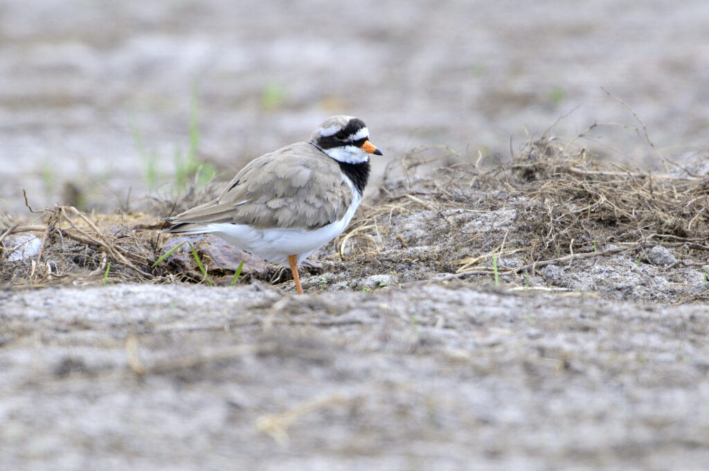 A ringed plover bird