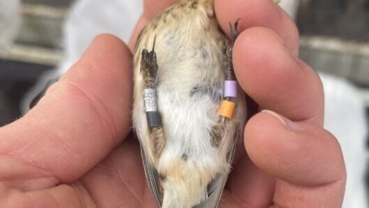 A twite held in a hand. The twite has several rings on its legs