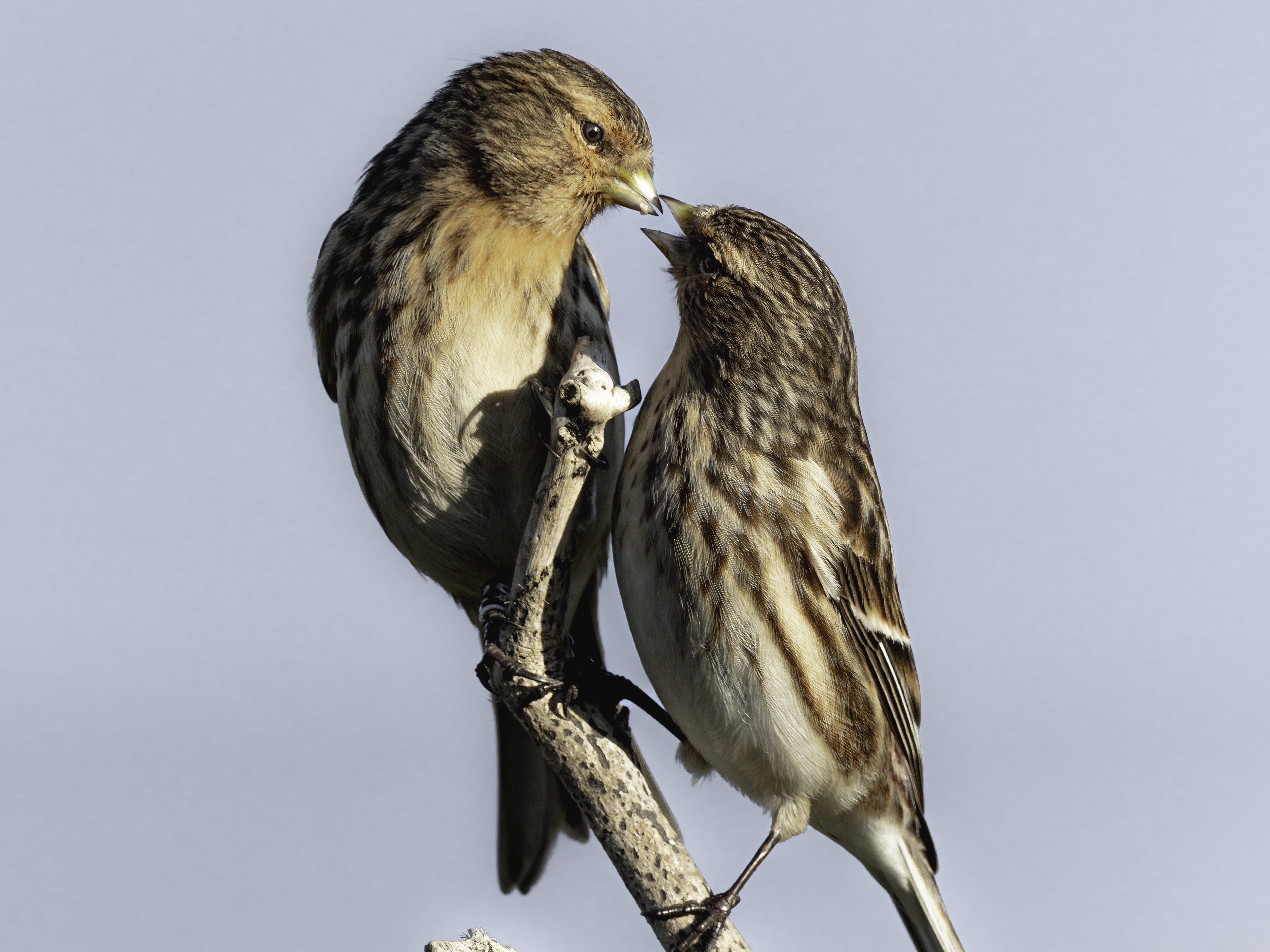 Two Twite on a branch