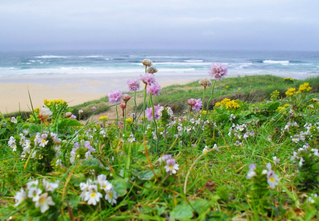 A photo of machair - green grass dotted with wildflowers bordering a sand beach