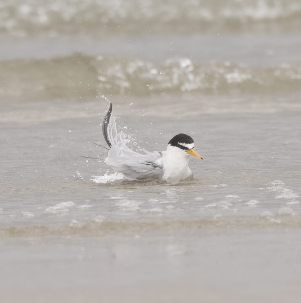 Little Tern, a small grey/white bird with a black cap with a white forehead, bathing