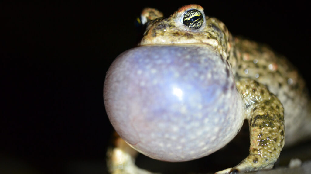 Male natterjack toad