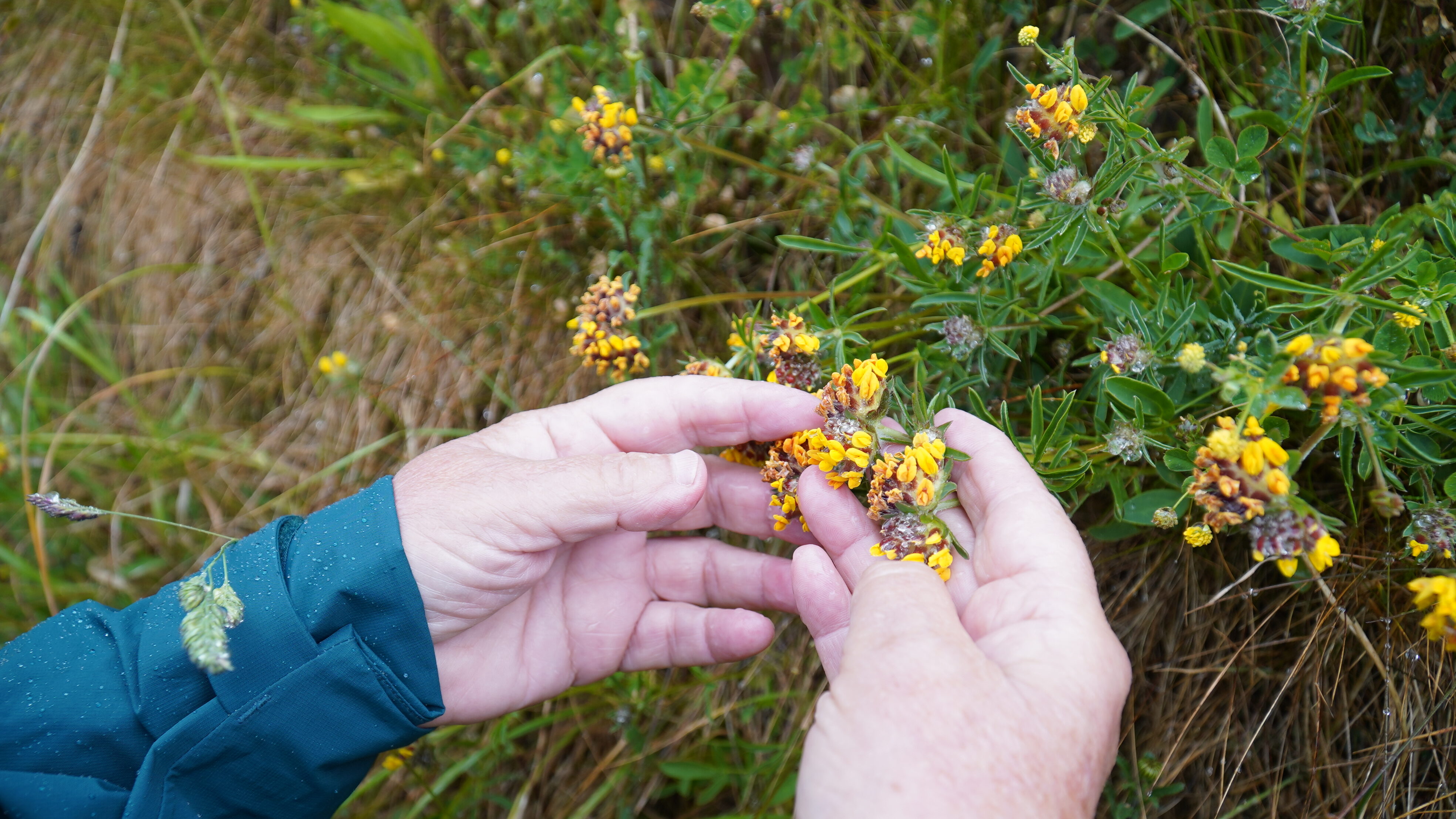 A hand holding kidney vetch flowers
