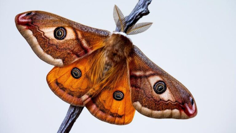 The mystical world of moths | Species On The Edge