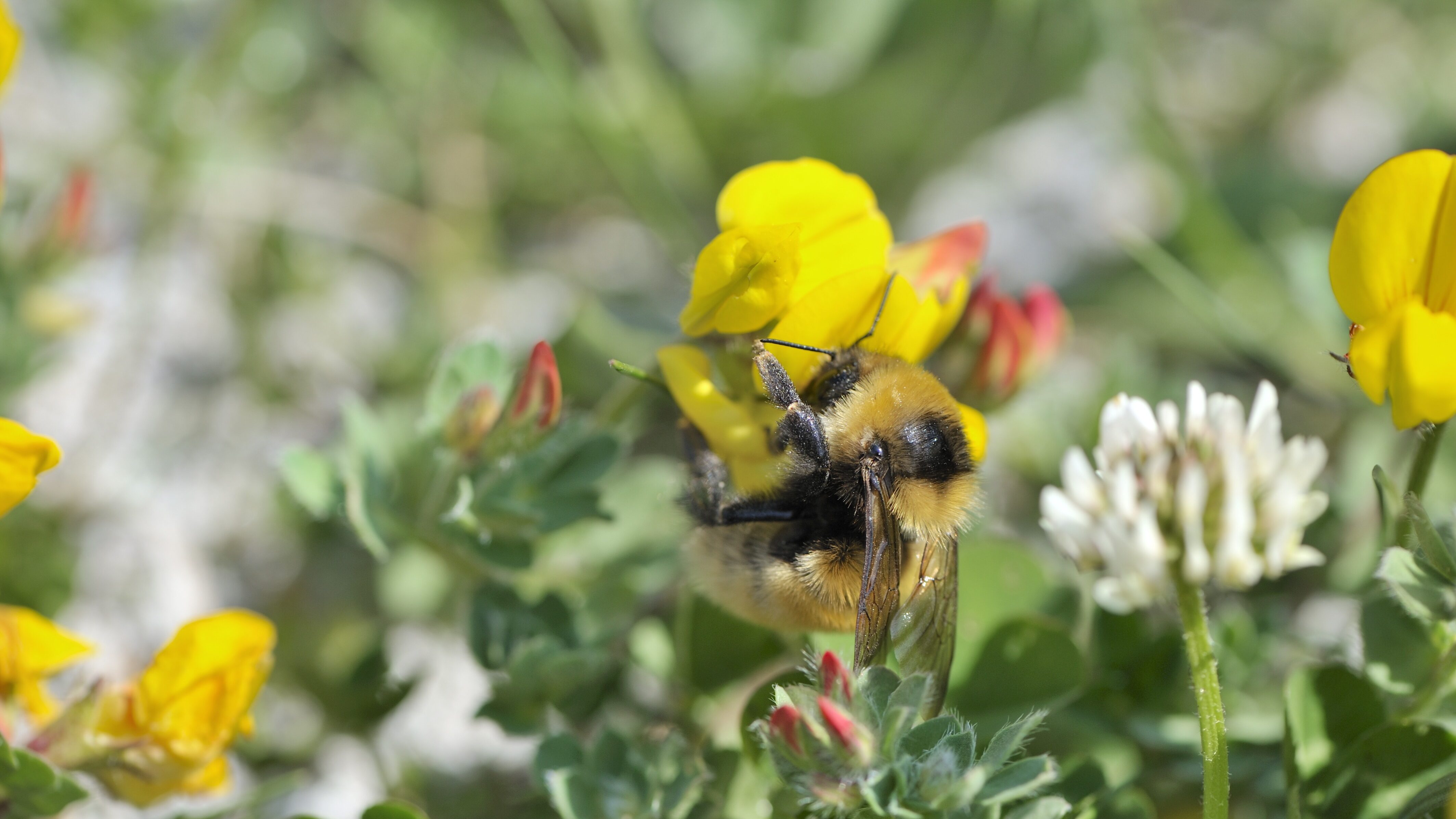 Great yellow bumblebee on a flower