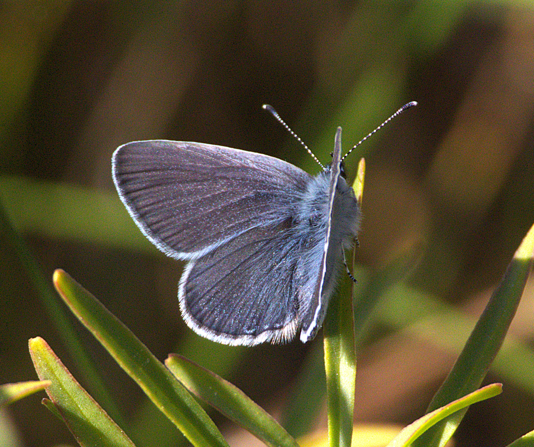 Small blue butterfly on a blade of grass