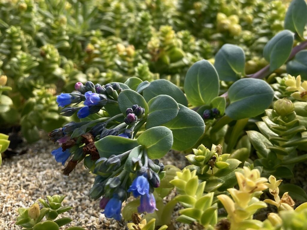 Oysterplant