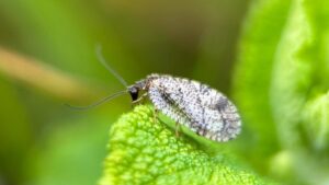 A bordered-brown lacewing on a leaf