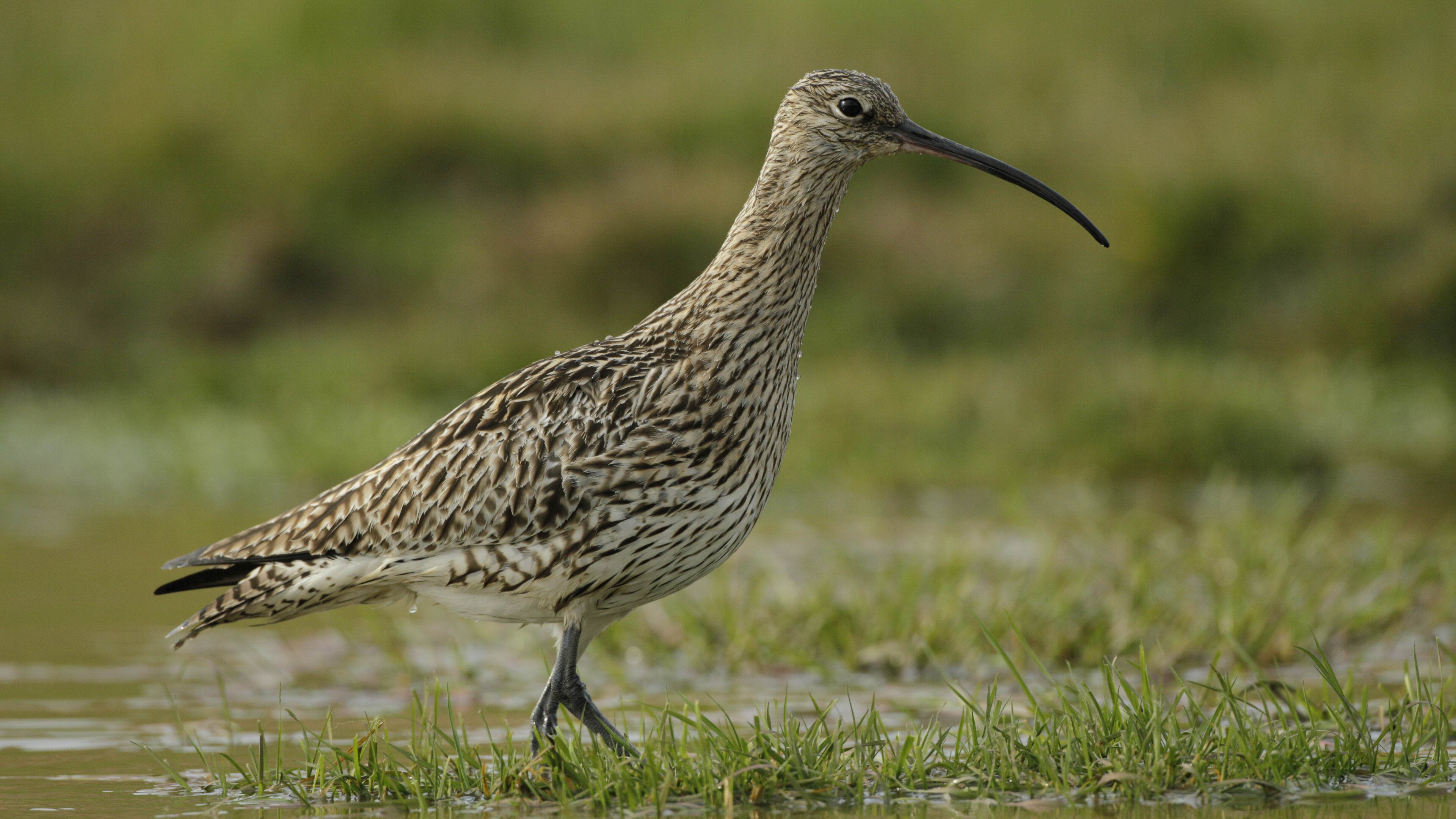 A curlew