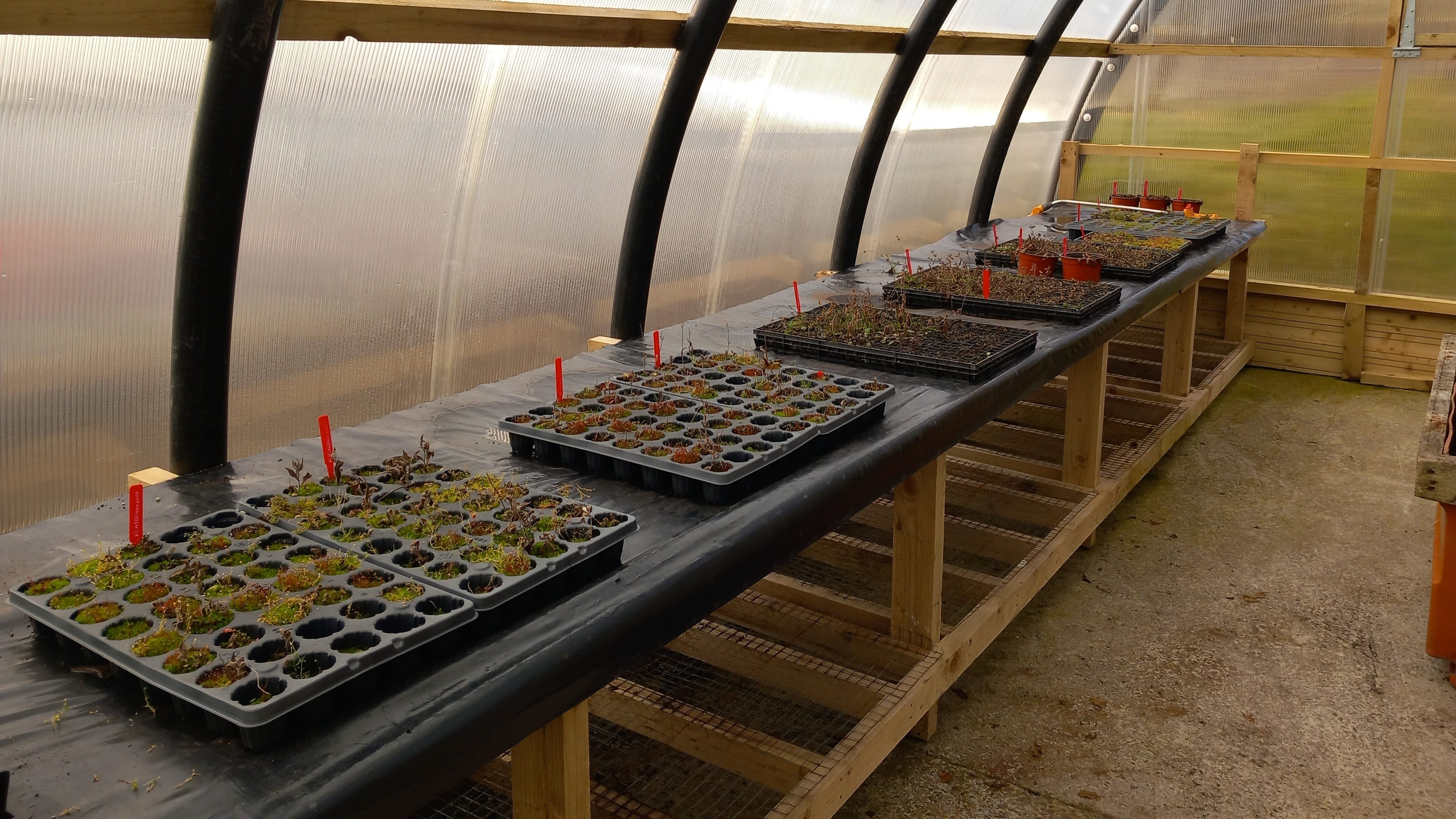 Hawkweed Plant Trays