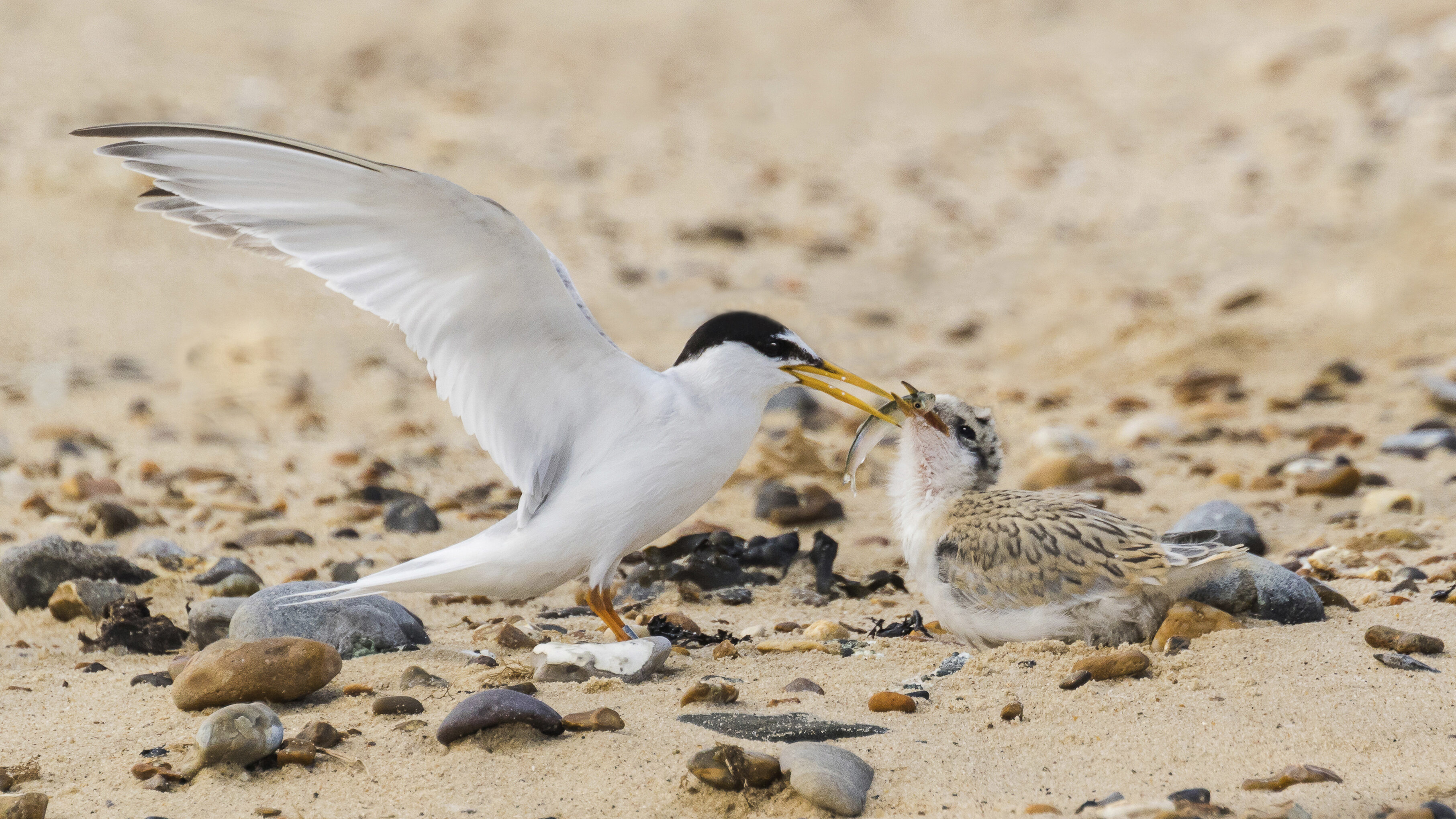 Little Tern and chick