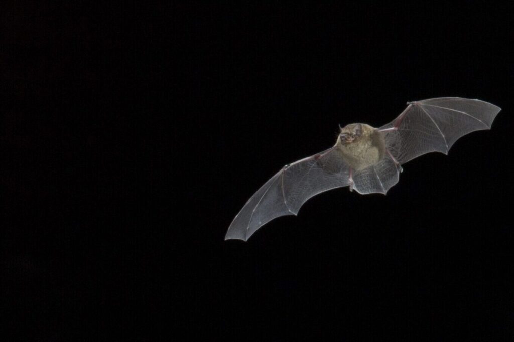 Soprano pipistrelle in flight