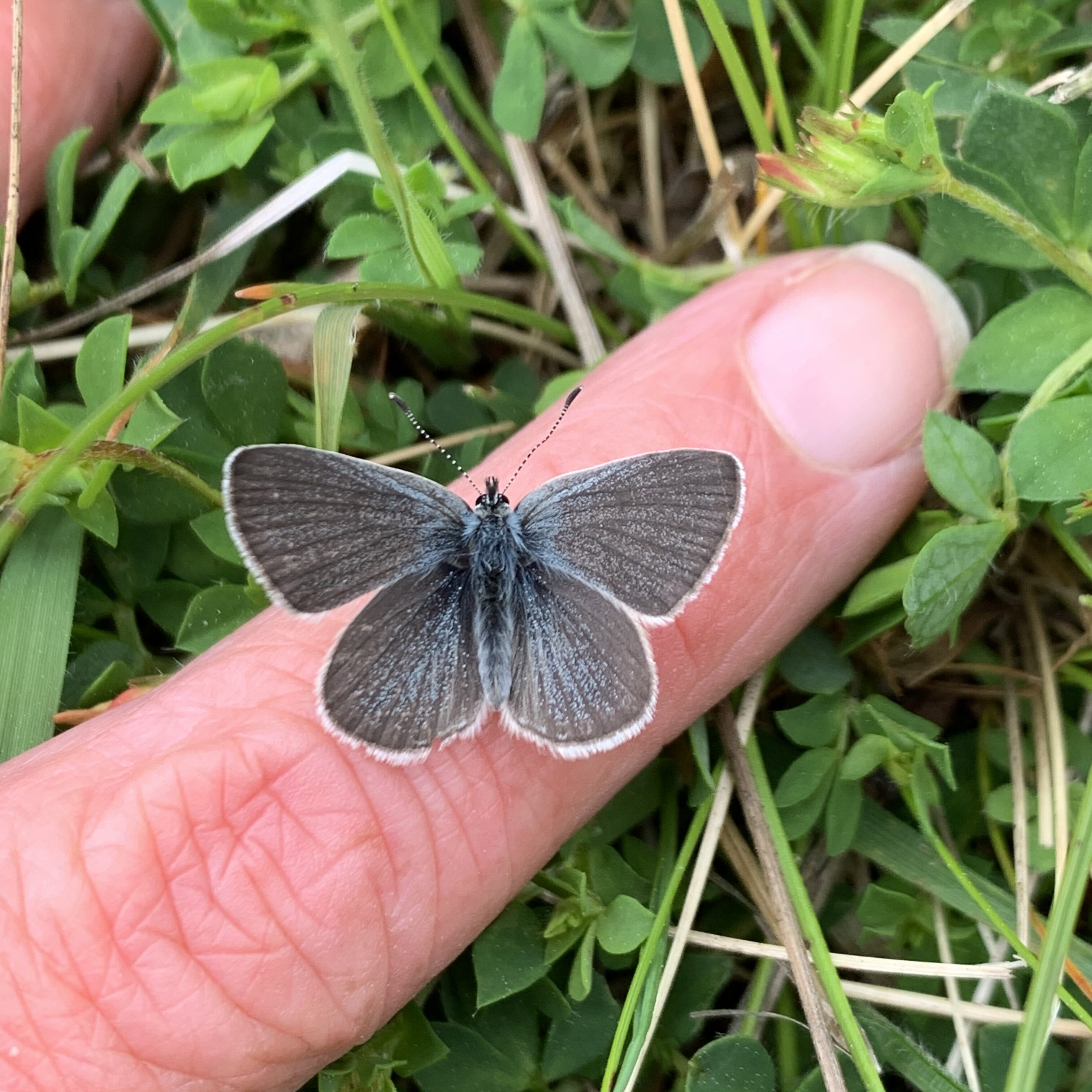 Small blue butterfly on a finger
