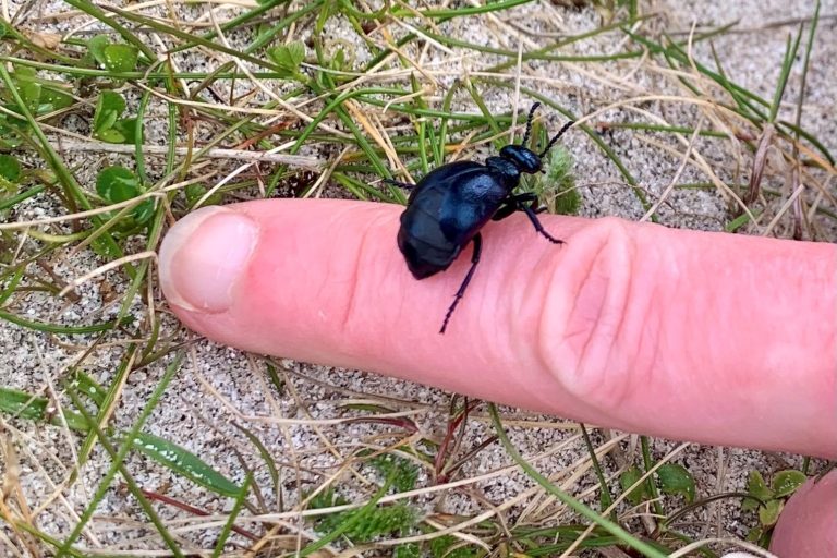 Short-necked oil beetle on a finger