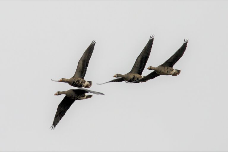 Greenland white-fronted geese in flight