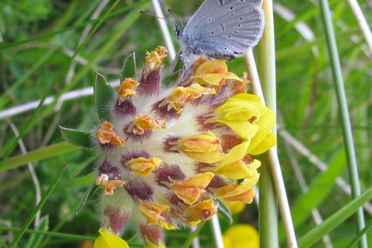A small blue butterfly on kidney vetch - a yellow flower