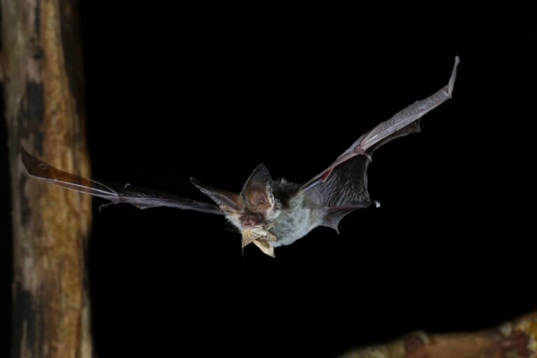 A brown long-eared bat flying at night eating a moth