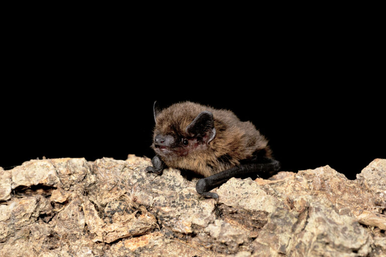 Common Pipistrelle bat on a tree