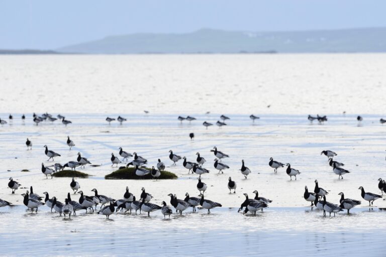 The return of geese to Islay