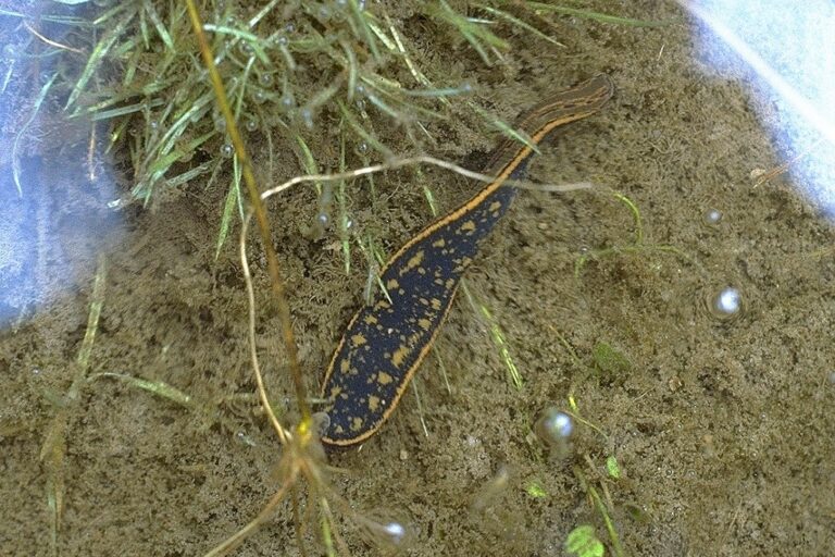 A medicinal leech - a dark brown leech with orange markings - in water.