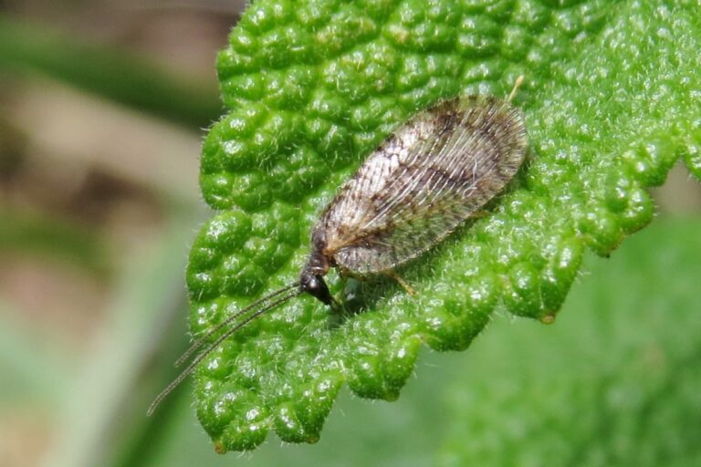 Bordered brown lacewing
