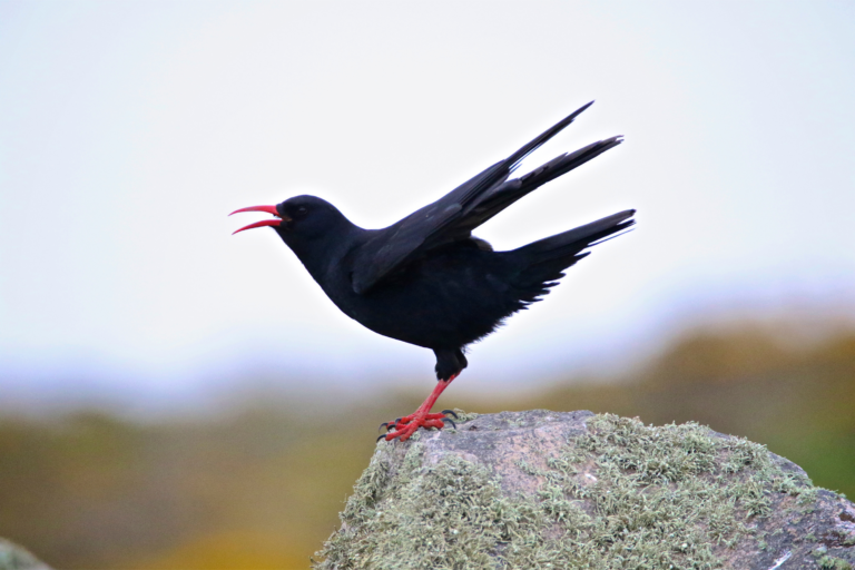 A chough - a black bird with a red beak and red legs - on a rock