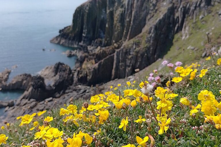 Common rockrose - Burrow Head