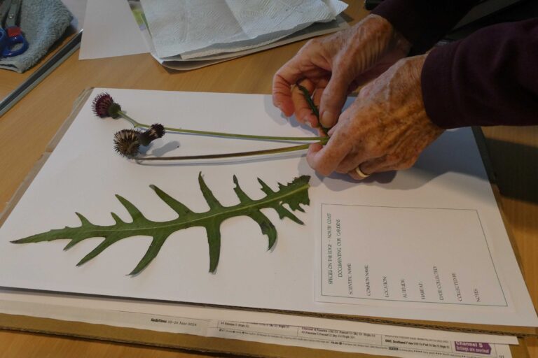 An image of two hands pressing a flower onto a sheet of a herbarium