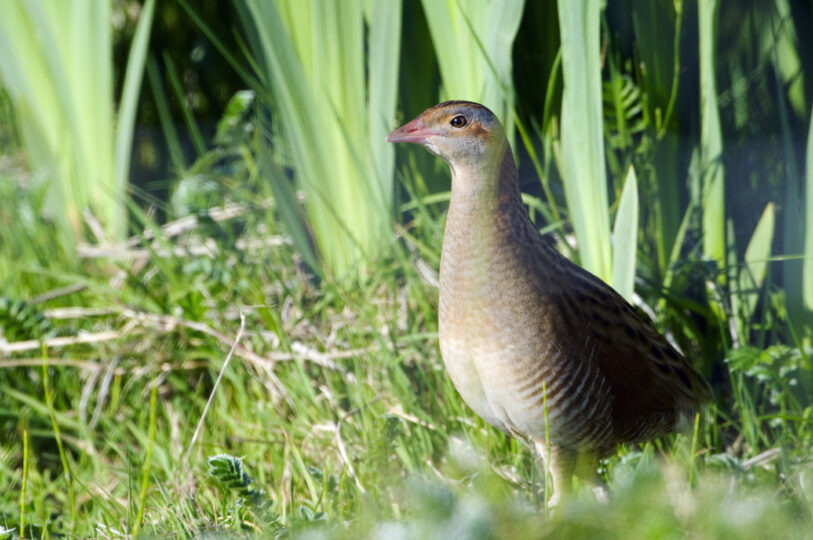 Corncrake