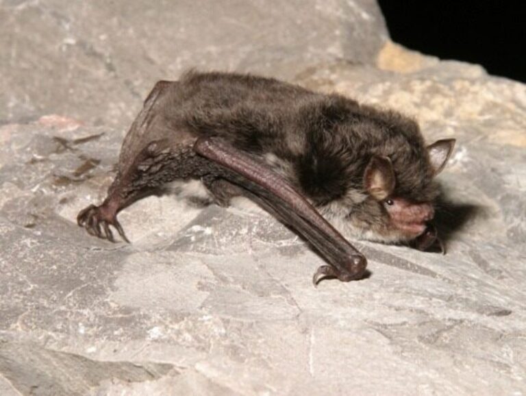 Daubenton's bat