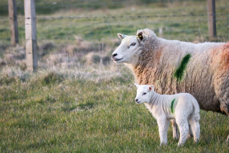 Springing into 2024 in Argyll and the Inner Hebrides