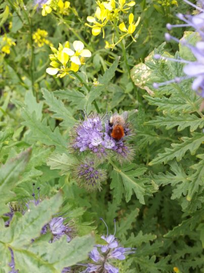 Shetland bumblebee on a flower