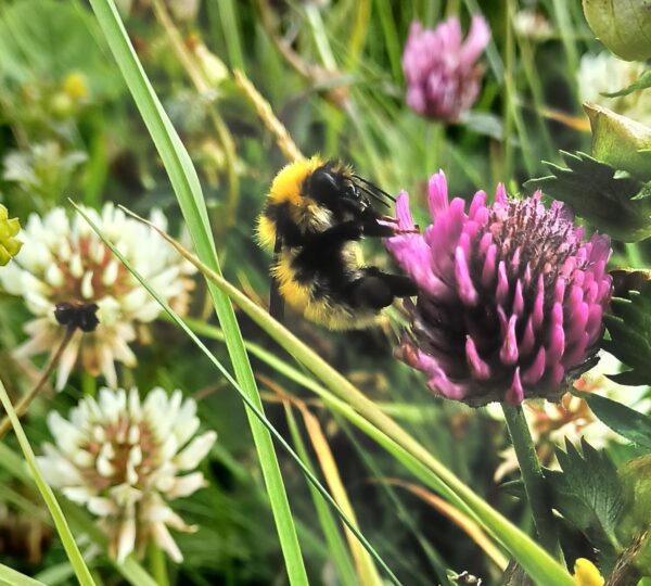 Great Yellow Bumblebee