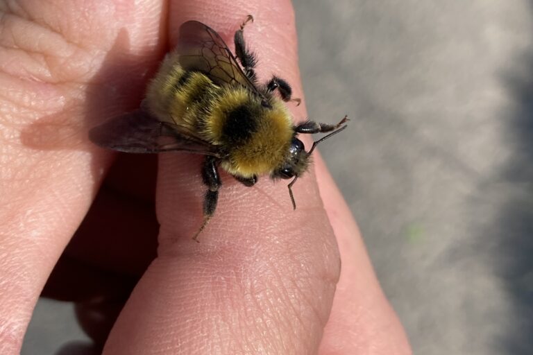 Great yellow bumblebee on a hand