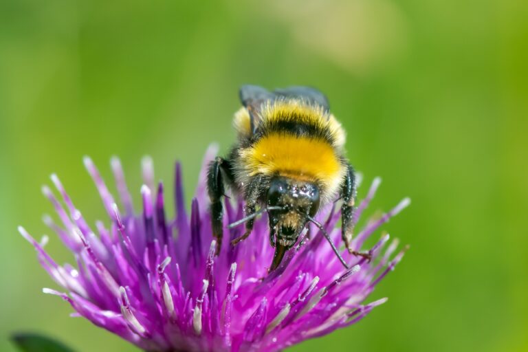 Great yellow bumblebee on a flower