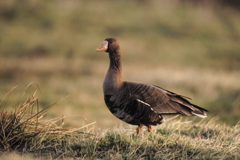 Greenland white-fronted goose