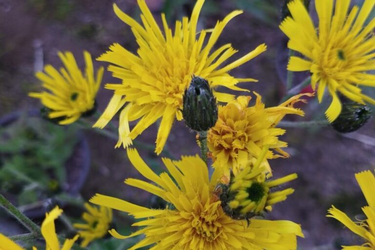 Hawkweed