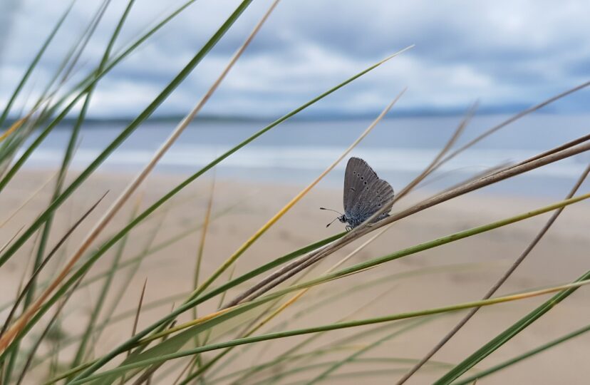 Small blue butterfly on a blade of long grass. A beach and the sea can be seen in the background.