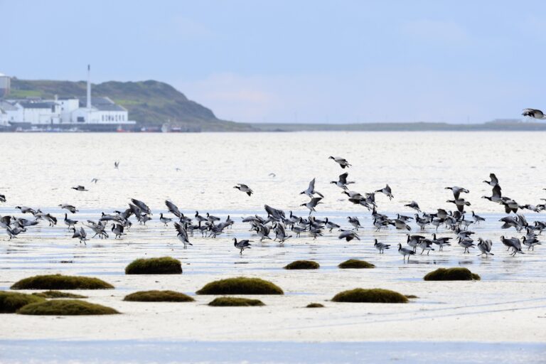 Barnacle geese, Loch Indaal, Islay