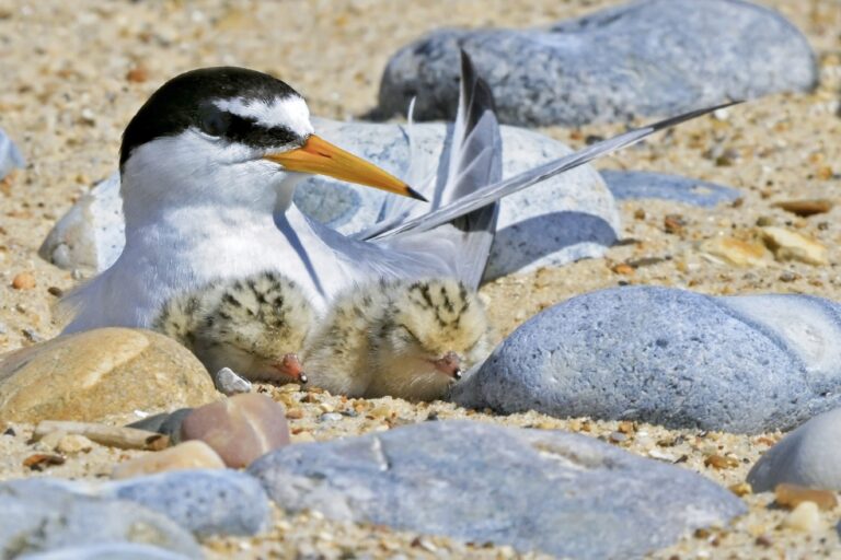 Little tern chicks and parent