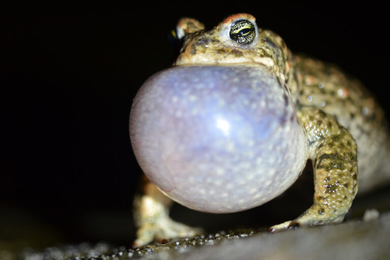 Male natterjack toad