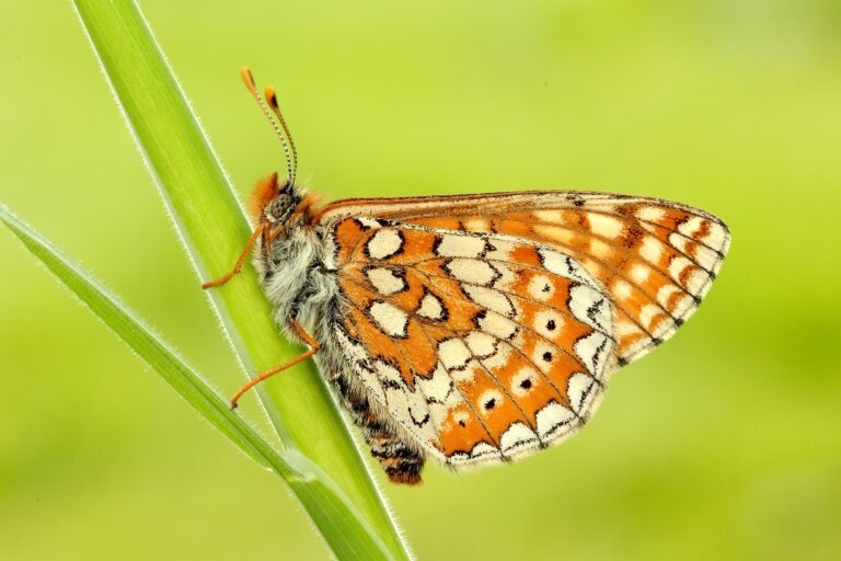 Marsh fritillary butterfly