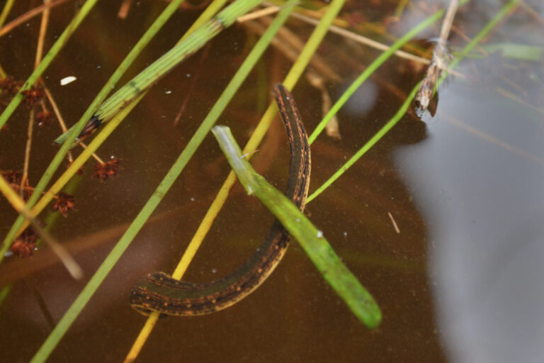 Medicinal Leech