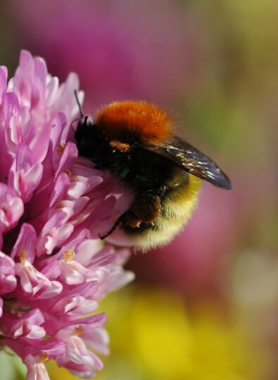 Shetland bumblebee - a bumblebee with a bright orange thorax - on a flower