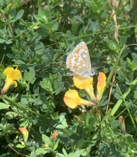 North Brown Argus butterfly