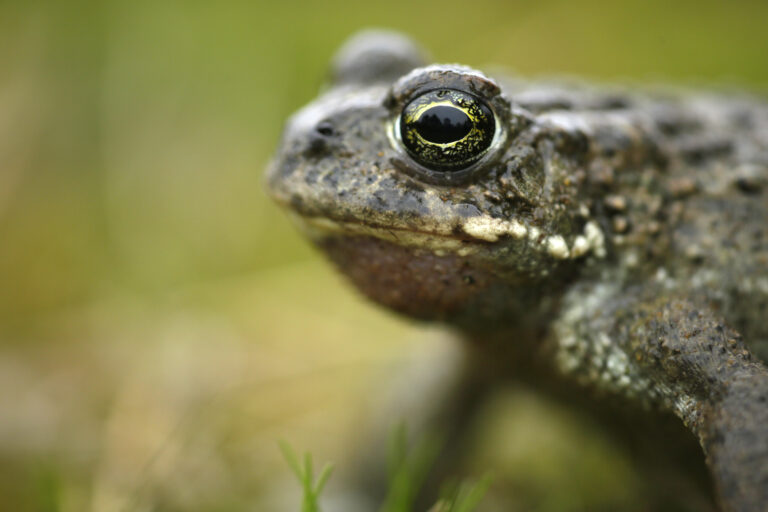 Natterjack Toad
