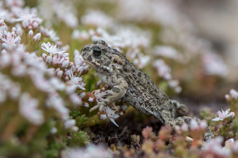 Natterjack toadlet