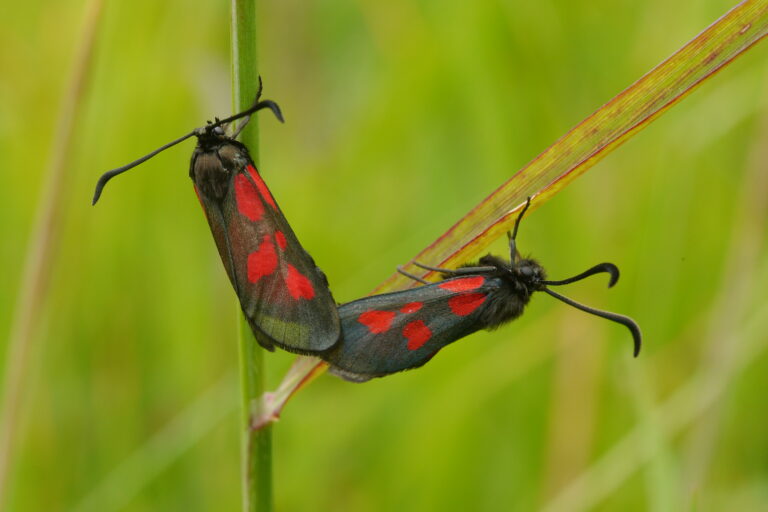 Two New Forest burnet moths