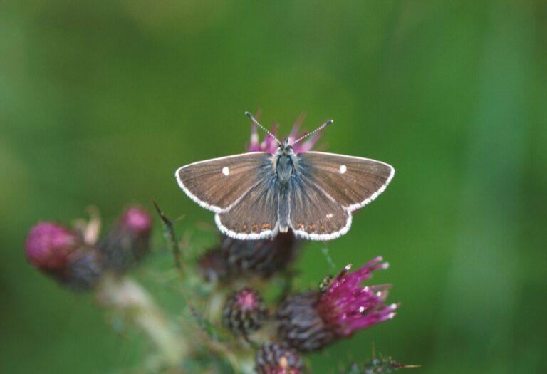 North Brown Argus butterfly (upperwing)