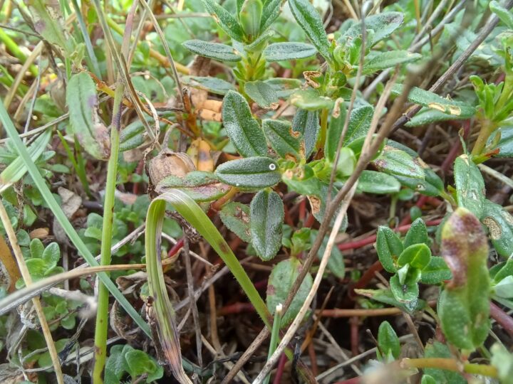 Northern Brown Argus Egg on a leaf